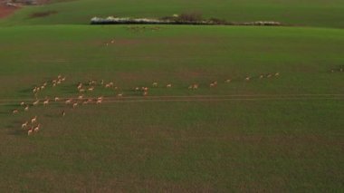Büyük bir geyik, erkek ve kadın sürüsü, İlkbahar sırasında bir saha çiftliğinde drone 'lar çekildi