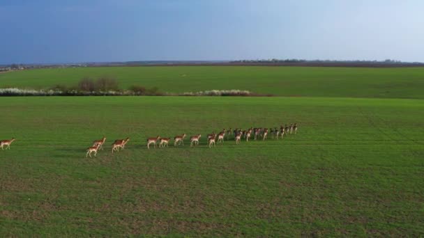 Una Gran Bandada Ciervos Machos Hembras Filmados Desde Drones Una — Vídeo de stock