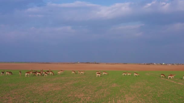 Una Gran Bandada Ciervos Machos Hembras Filmados Desde Drones Una — Vídeo de stock