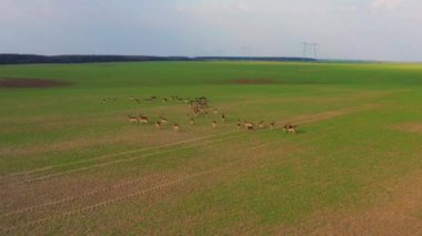 Büyük bir geyik, erkek ve kadın sürüsü, İlkbahar sırasında bir saha çiftliğinde drone 'lar çekildi