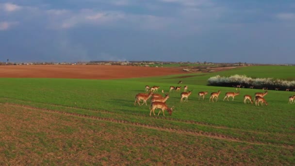 Large Flock Deer Males Females Filmed Drones Field Farm Spring — Stock Video