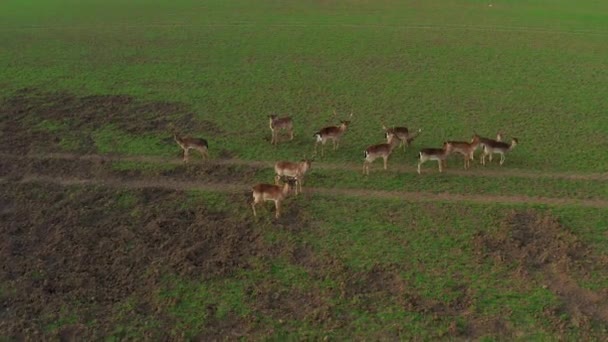 Stor Flock Hjort Hanar Och Honor Filmad Från Drönare Ett — Stockvideo