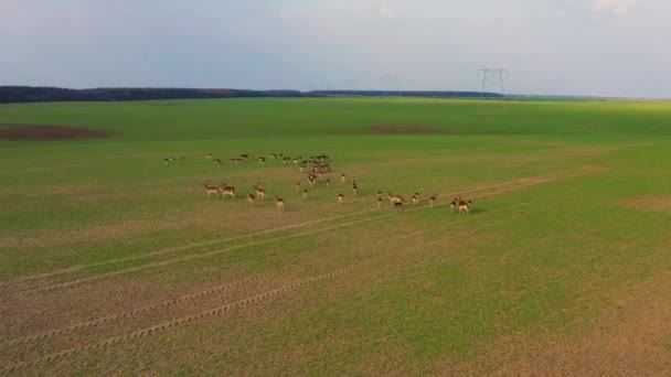 Una Gran Bandada Ciervos Machos Hembras Filmados Desde Drones Una — Vídeos de Stock