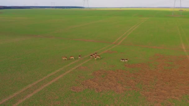 Un grand troupeau de cerfs, mâles et femelles, filmés à partir de drones dans une ferme au printemps 