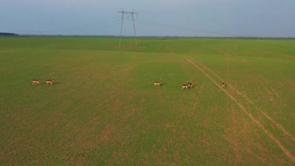 Una Gran Bandada Ciervos Machos Hembras Filmados Desde Drones Una — Vídeo de stock