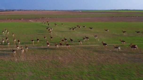 春の間 野原の農場で無人偵察機から撮影された鹿 メスの群れ — ストック動画