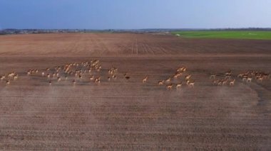 Büyük bir geyik, erkek ve kadın sürüsü, İlkbahar sırasında bir saha çiftliğinde drone 'lar çekildi