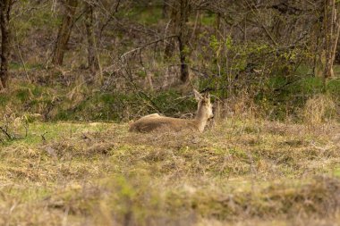Karaca (Capreolus capreolus) beslenme s bir meşe ormanı