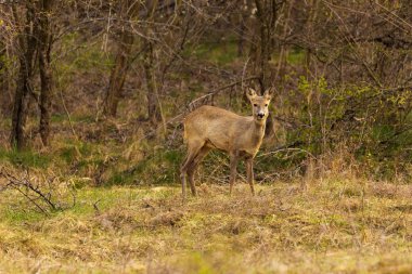 Karaca (Capreolus capreolus) beslenme s bir meşe ormanı