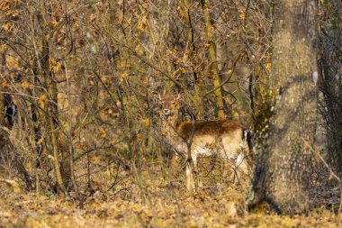 Karaca (Capreolus capreolus) beslenme s bir meşe ormanı