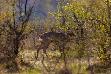 Karaca (Capreolus capreolus) beslenme s bir meşe ormanı