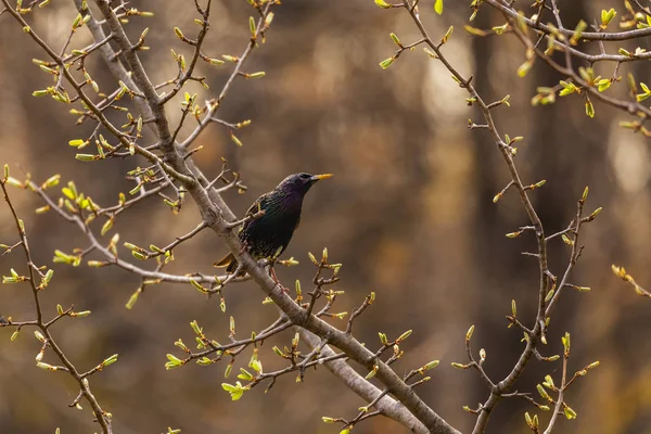 Vanlig Starling. Fågel på våren i avels fjäder dräkt. Auktor — Stockfoto