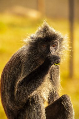 Portre Gümüşyaprak maymun (Trachypithecus cristatus) veya Silv
