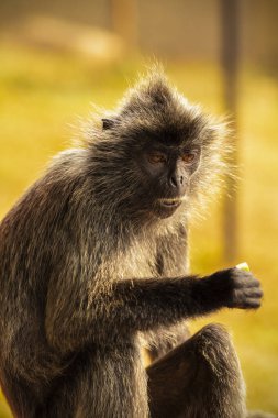 Portre Gümüşyaprak maymun (Trachypithecus cristatus) veya Silv