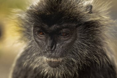 Portre Gümüşyaprak maymun (Trachypithecus cristatus) veya Silv