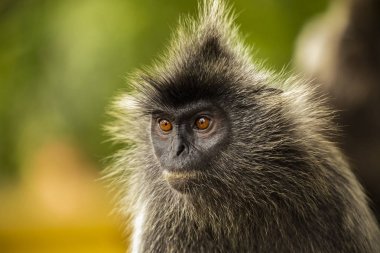 Portre Gümüşyaprak maymun (Trachypithecus cristatus) veya Silv