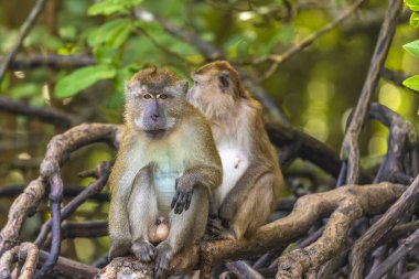 Langkawi, Malezya 'daki vahşi maymun.