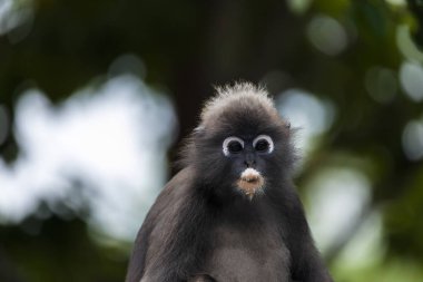 Langur maymunu ağaçta oturuyor.