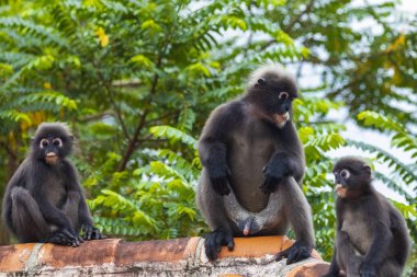 langur maymun yaban hayatı bir çatıda oturan