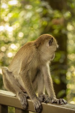 Malezya'da uzun kuyruklu makak