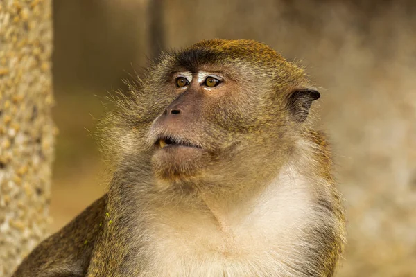 Wilder Affe in der Mangrove von Langkawi, Malaysien — Stockfoto