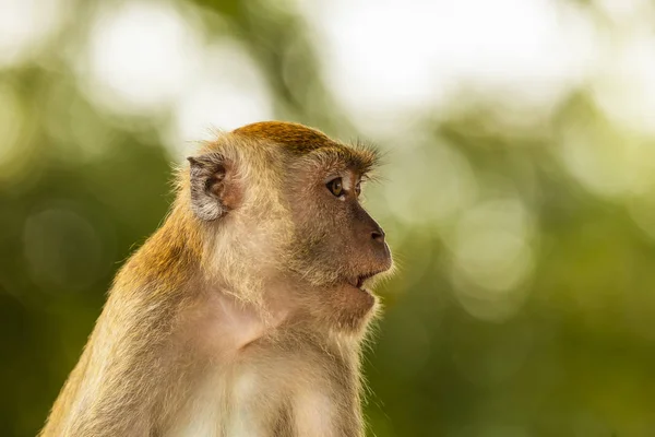 Дика мавпа в мангровому лісі Лангкаві (Малайзія). — стокове фото