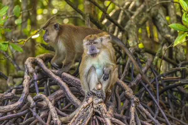 Mono salvaje en el manglar de Langkawi, Malasia — Foto de Stock