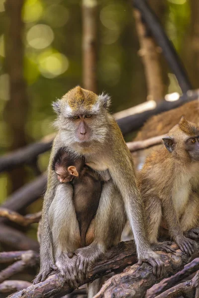Mono salvaje en el manglar de Langkawi, Malasia — Foto de Stock