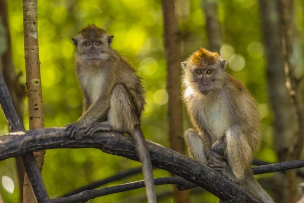 Wilder Affe in der Mangrove von Langkawi, Malaysien — Stockfoto