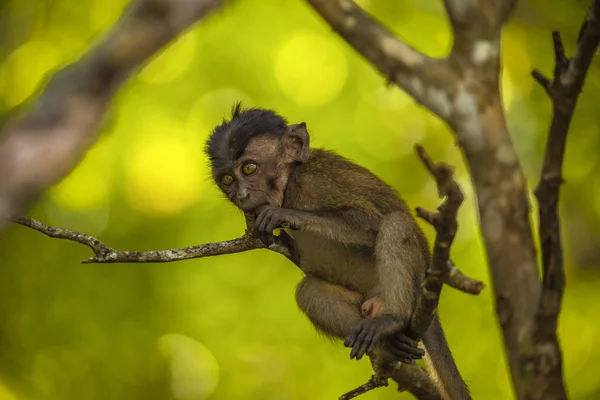 Monkey forest child naughtily — Stock Photo, Image