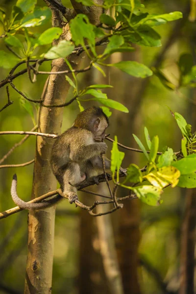 Wilder Affe in der Mangrove von Langkawi, Malaysien — Stockfoto