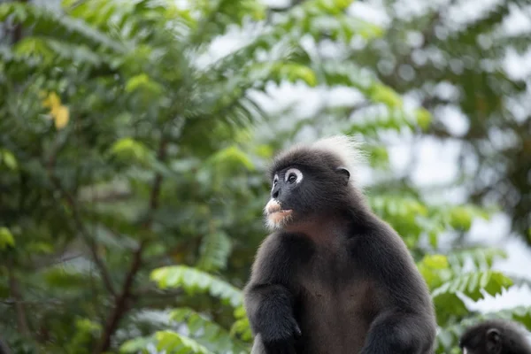 Langur singe faune assis dans un arbre — Photo