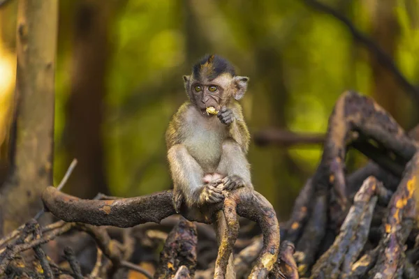 Mono bosque niño travieso — Foto de Stock