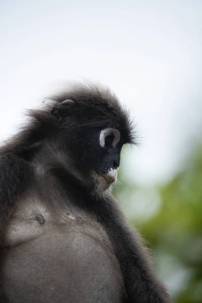 Langur singe faune assis dans un arbre — Photo