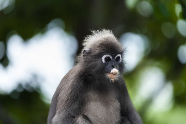 Langur macaco vida selvagem sentado em uma árvore — Fotografia de Stock