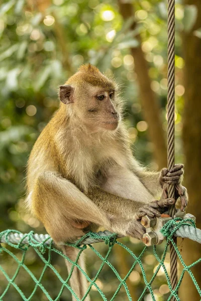 Macaque à longue queue en Malaisie — Photo