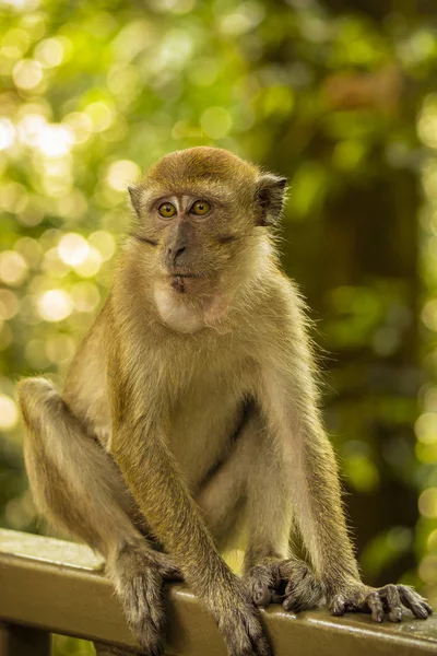 Langschwanzmakaken in Malaysia — Stockfoto