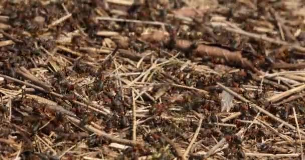 Macro Shot Colonies Fourmis Occupées Rassemblant Préservant Nourriture Sur Nid — Video