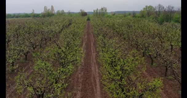 Drone Tiro Aéreo Pomar Cereja Jovem — Vídeo de Stock