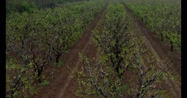 Drone Tiro Aéreo Pomar Cereja Jovem — Vídeo de Stock