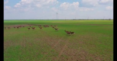 Büyük bir geyik, erkek ve kadın sürüsü, İlkbahar sırasında bir saha çiftliğinde drone 'lar çekildi.