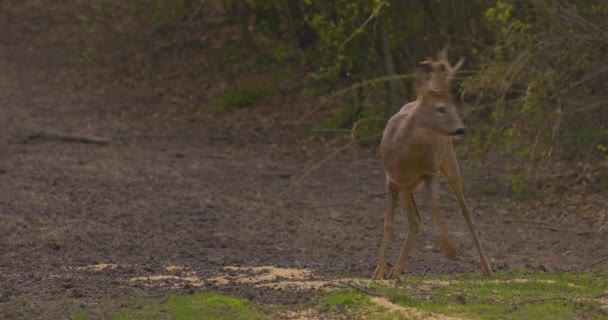 Roe Buck Bosque Alerta Sobre Los Alrededores — Vídeos de Stock