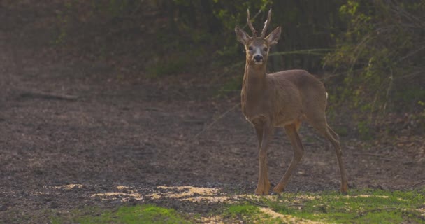 Roe Buck Floresta Alerta Sobre Arredores — Vídeo de Stock