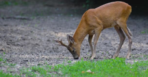 Roe Buck Bosque Alerta Sobre Los Alrededores — Vídeos de Stock