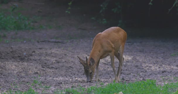 Roe Buck Floresta Alerta Sobre Arredores — Vídeo de Stock