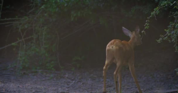 Ormanda Karaca Buck Çevre Hakkında Uyarı — Stok video
