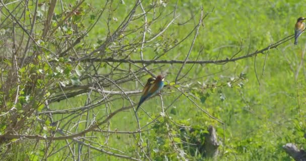 European Bee Eater Merops Apiaster Posado Palo Mirando Alrededor Con — Vídeos de Stock