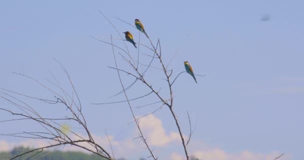 Ευρωπαίος Μελισσοφάγος Merops Apiaster Σκαρφαλωμένο Ένα Ραβδί Και Κοιτάζοντας Γύρω — Αρχείο Βίντεο