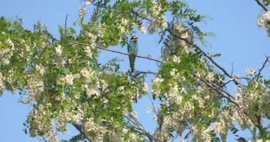 Avrupa Arı yiyici (Merops apiaster) bir sopa üzerine tünemiş ve güneşli bir yaz gününde temiz mavi gökyüzü arka plan ile etrafa bakıyor.