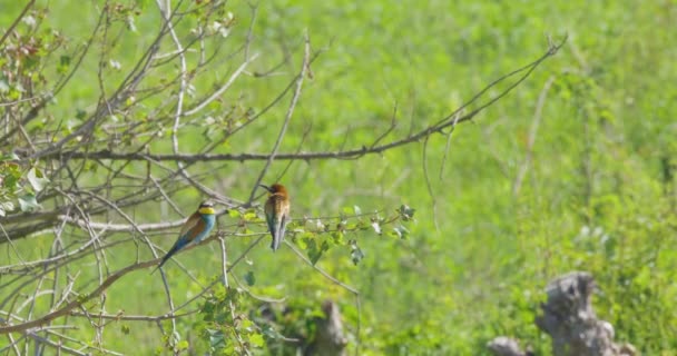 European Bee Eater Merops Apiaster Perched Stick Looking Clean Blue — Stock Video